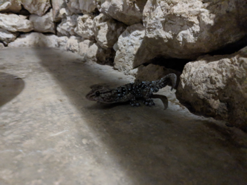 MVIMG_20181024_053237_500x375