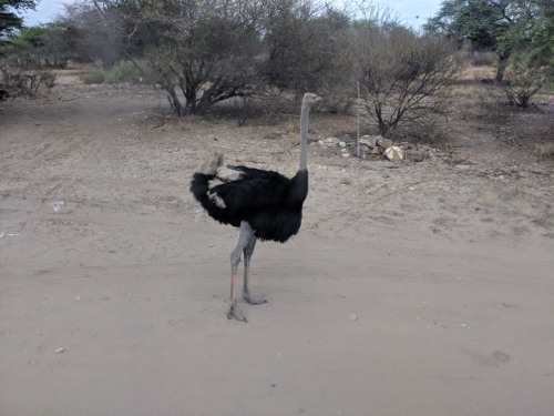 MVIMG_20181027_080556_500x375