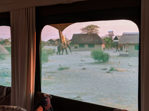 MVIMG_20181031_054912_500x375